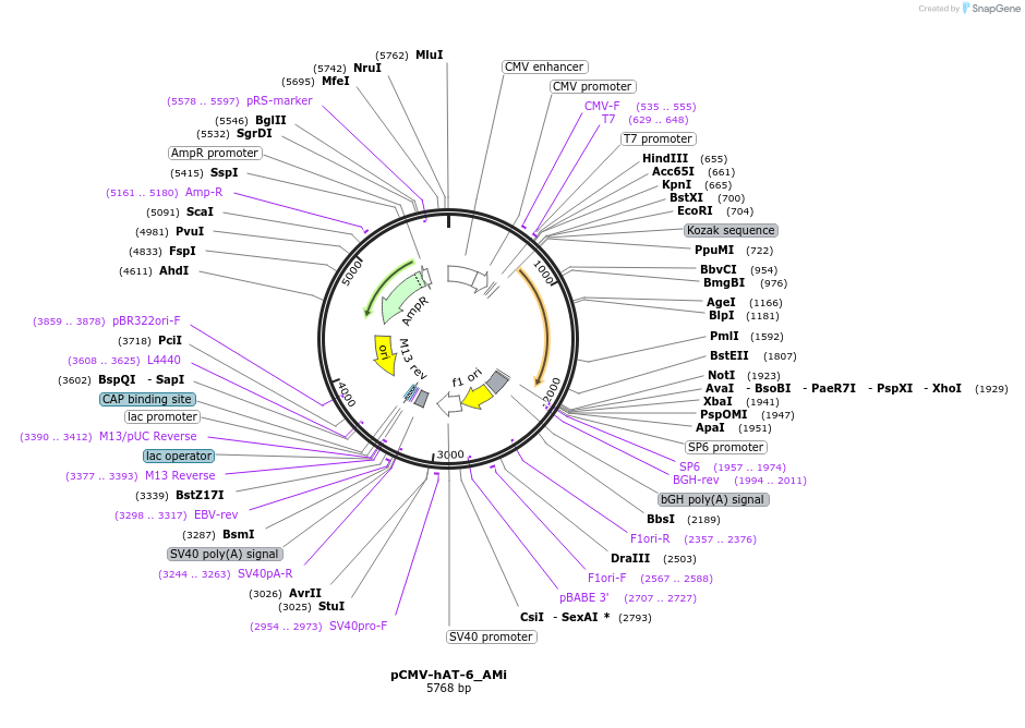 217212-plasmid-map-sequence-id-444785