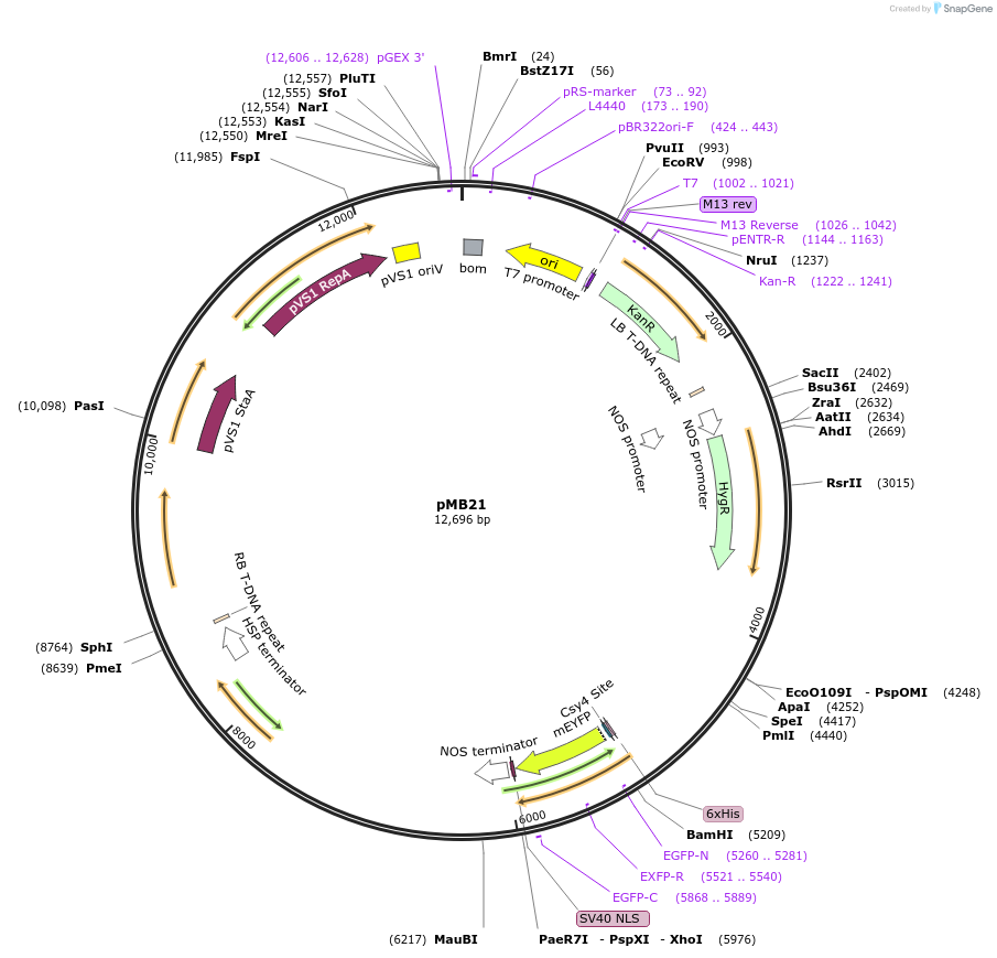 223005-plasmid-map-sequence-id-444786