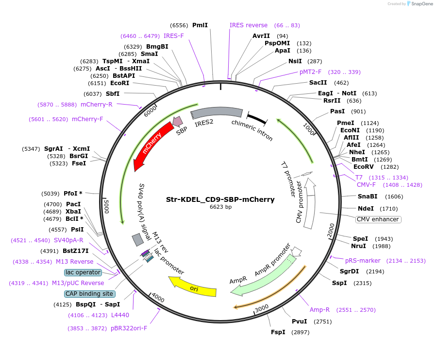 222329-plasmid-map-sequence-id-444787