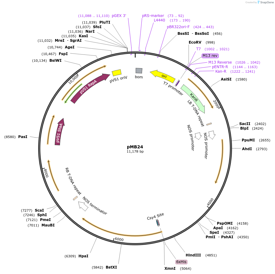 223008-plasmid-map-sequence-id-444789