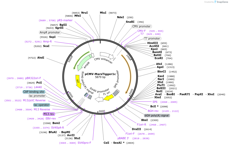 217213-plasmid-map-sequence-id-444790