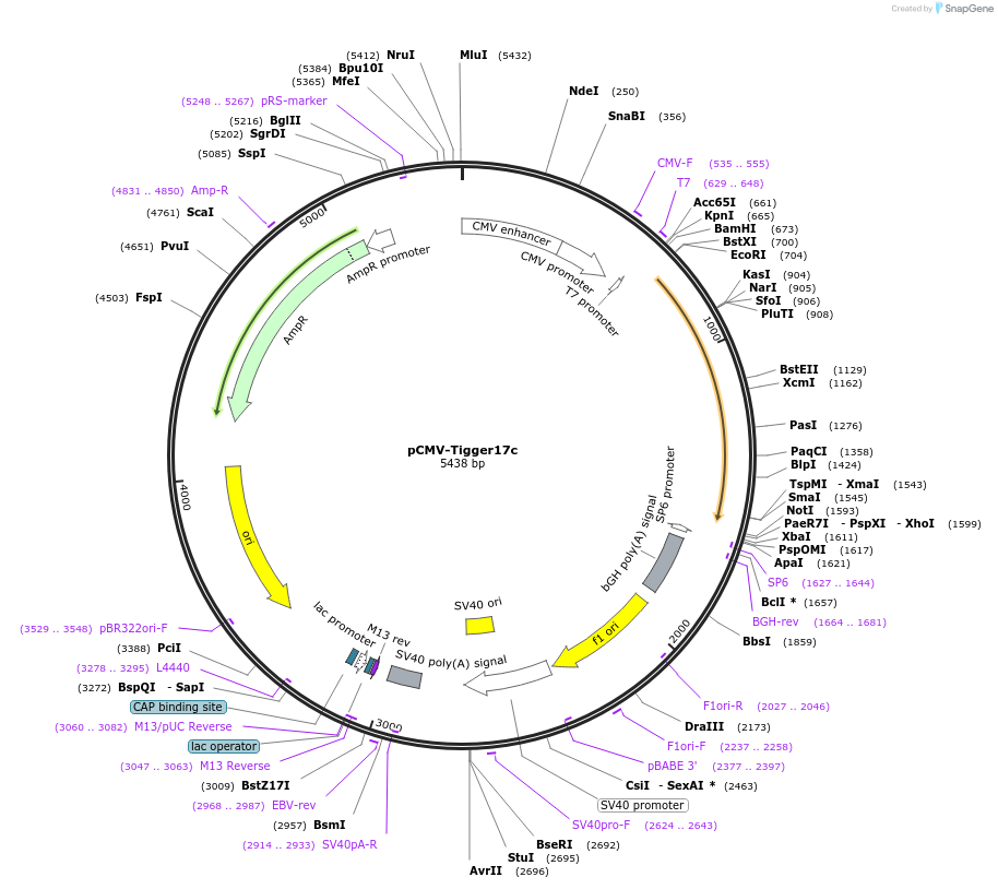 217214-plasmid-map-sequence-id-444792