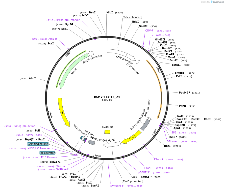 217215-plasmid-map-sequence-id-444795
