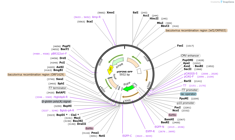 223706-plasmid-map-sequence-id-444797