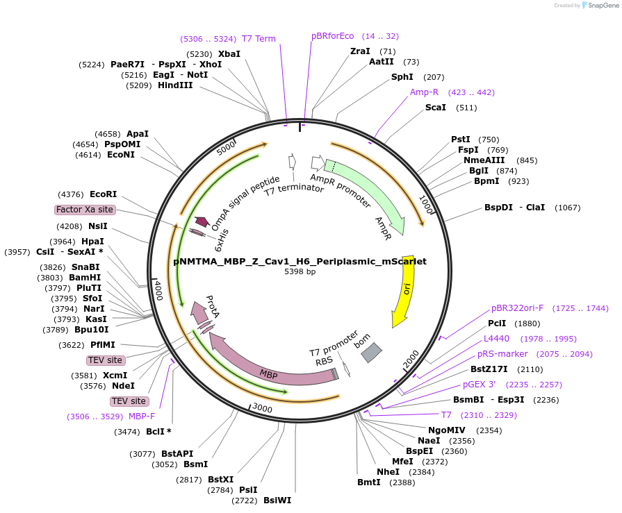 223703-plasmid-map-sequence-id-444799