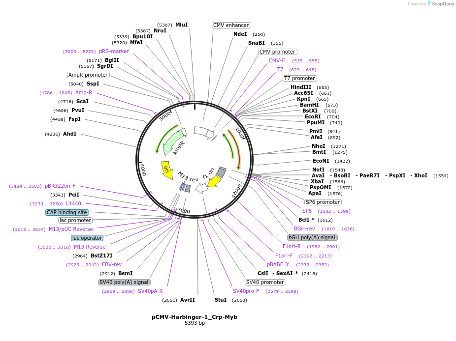 217219-plasmid-map-sequence-id-444801