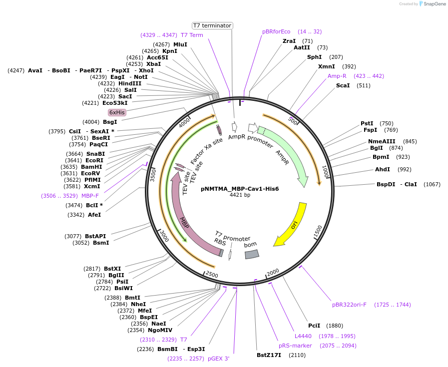 223700-plasmid-map-sequence-id-444802