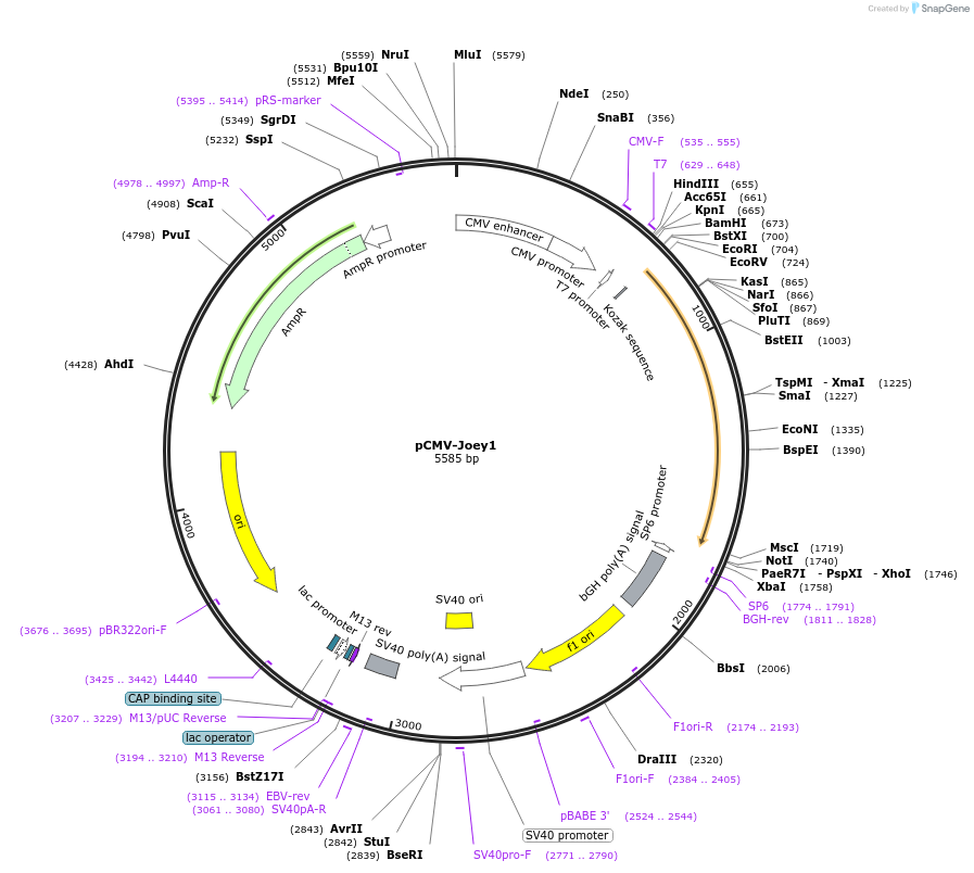 217221-plasmid-map-sequence-id-444803