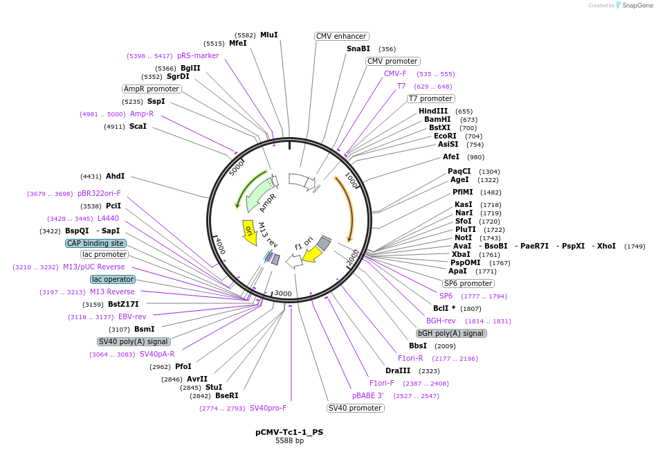 217227-plasmid-map-sequence-id-444808