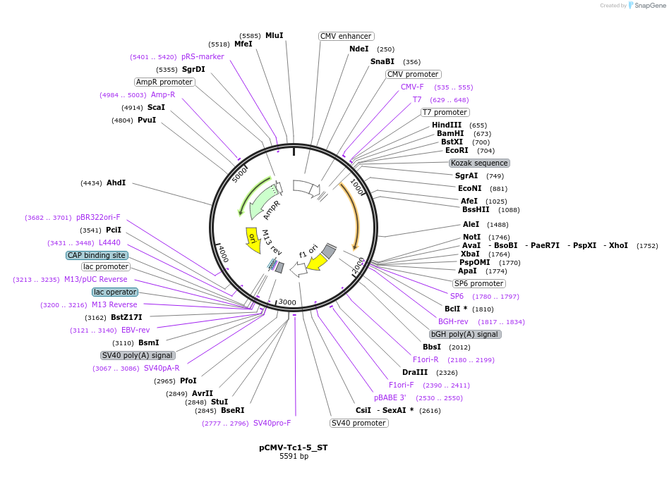 217231-plasmid-map-sequence-id-444811