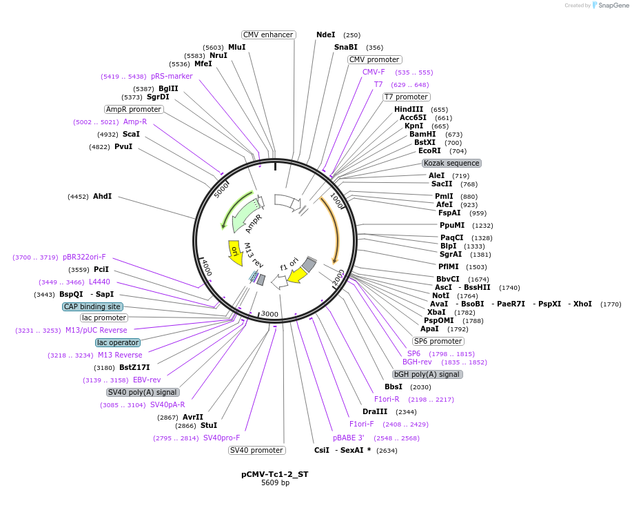 217232-plasmid-map-sequence-id-444812