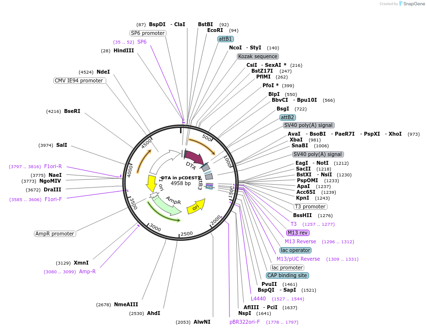 223705-plasmid-map-sequence-id-444819