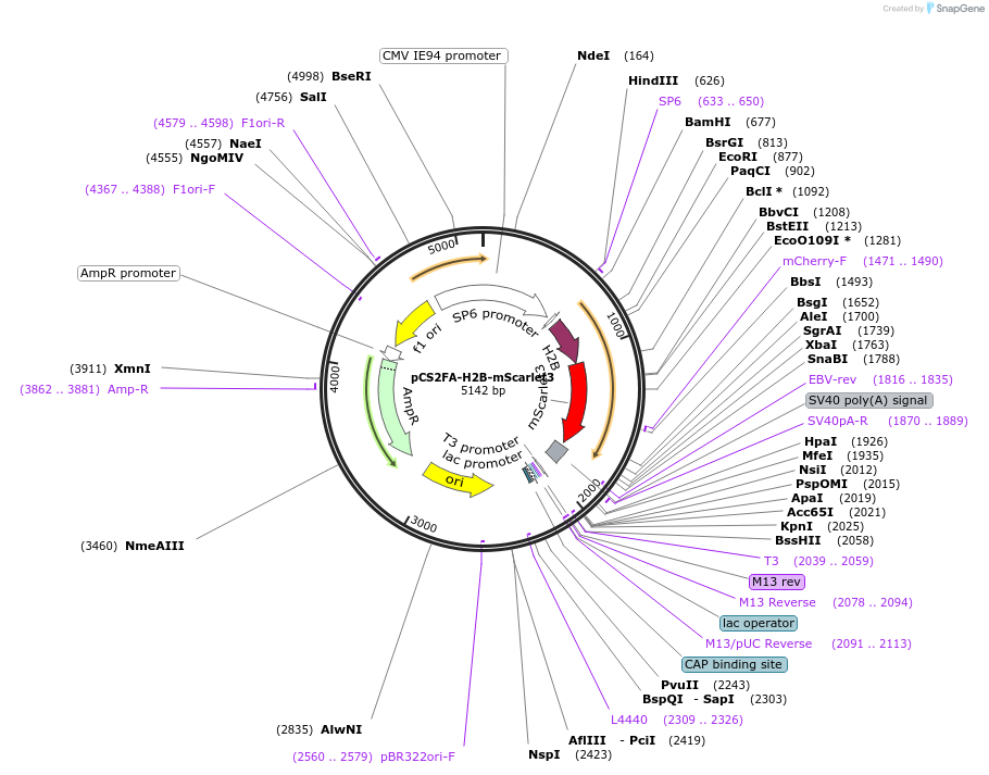 224436-plasmid-map-sequence-id-444823