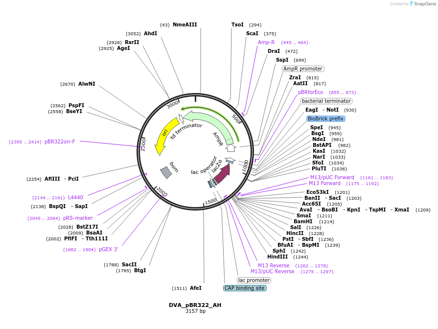 217606-plasmid-map-sequence-id-444824
