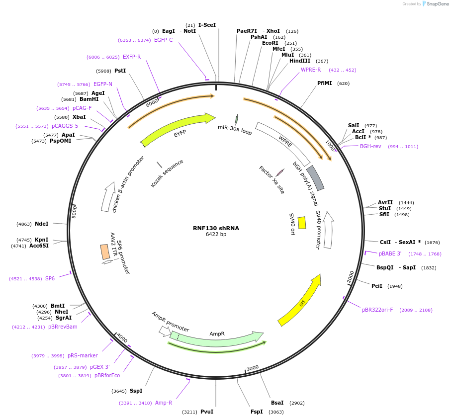 225340-plasmid-map-sequence-id-444828