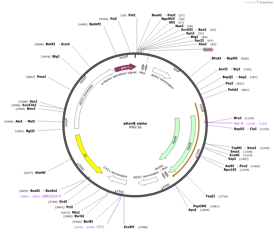 223524-plasmid-map-sequence-id-444831
