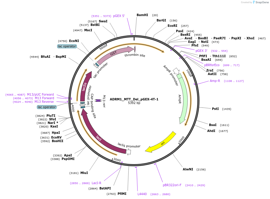 225429-plasmid-map-sequence-id-444924
