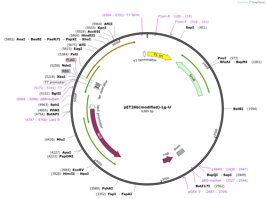 216980-plasmid-map-sequence-id-444926
