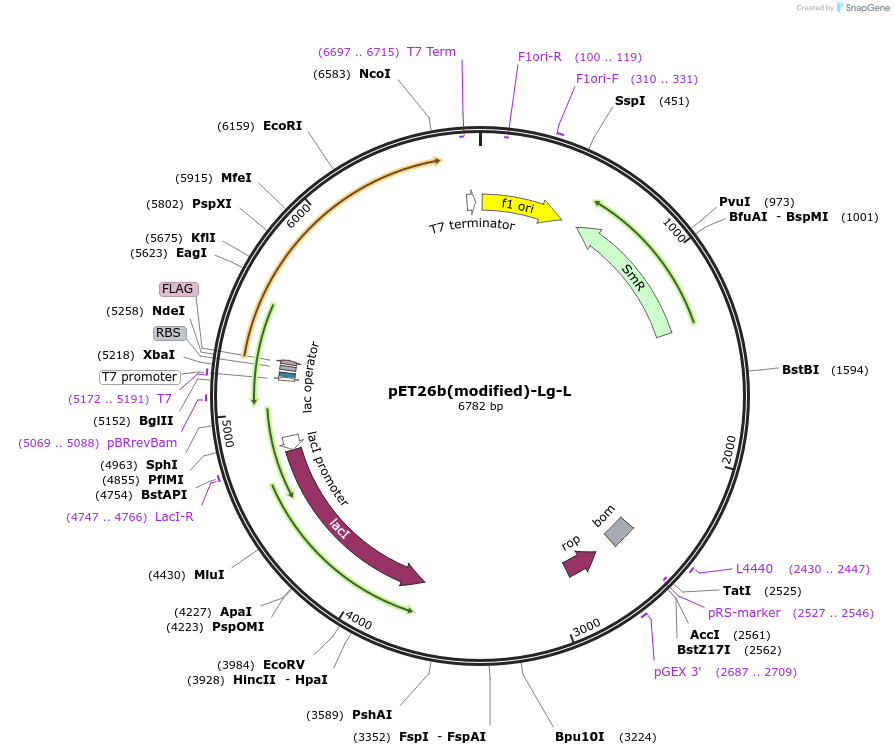 216970-plasmid-map-sequence-id-444930