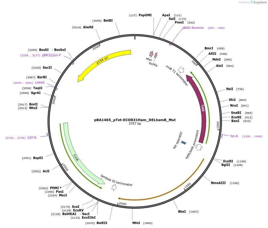 223366-plasmid-map-sequence-id-444931