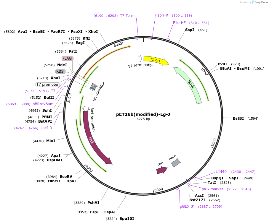216976-plasmid-map-sequence-id-444933