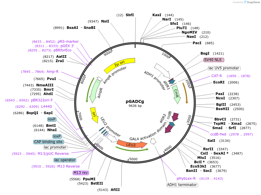 20161-plasmid-map-sequence-id-444939