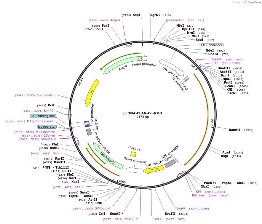 180198-plasmid-map-sequence-id-444950
