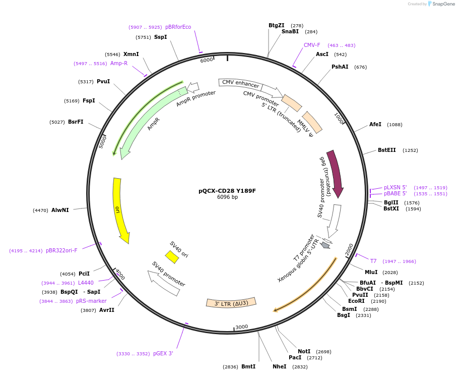 223641-plasmid-map-sequence-id-444955