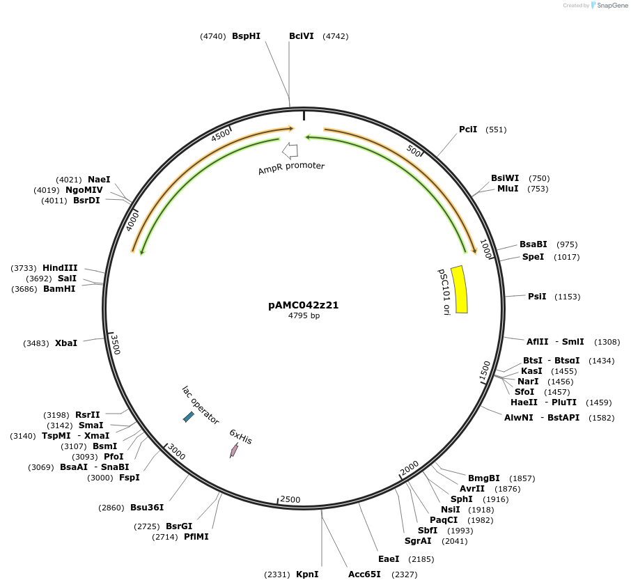 209747-plasmid-map-sequence-id-444960