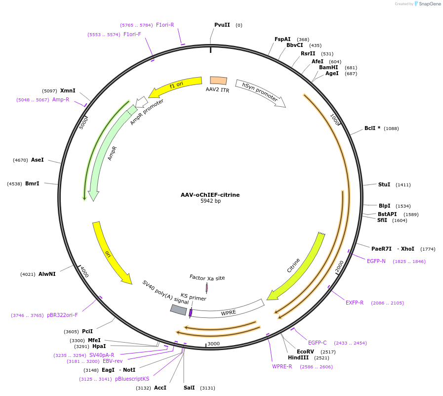 50974-plasmid-map-sequence-id-444968