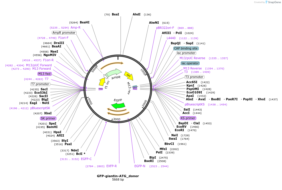 222316-plasmid-map-sequence-id-444973