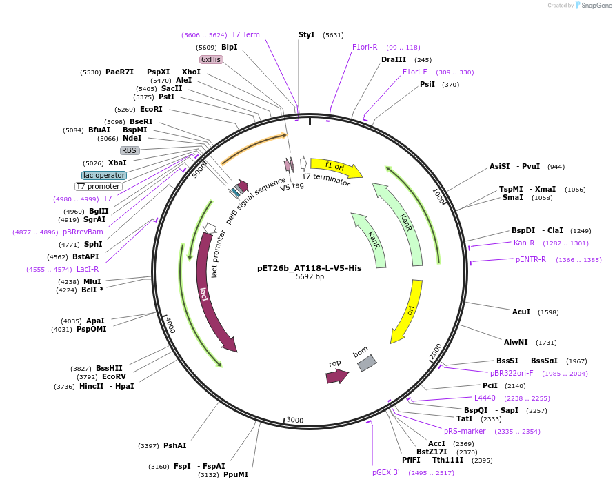 222848-plasmid-map-sequence-id-445003