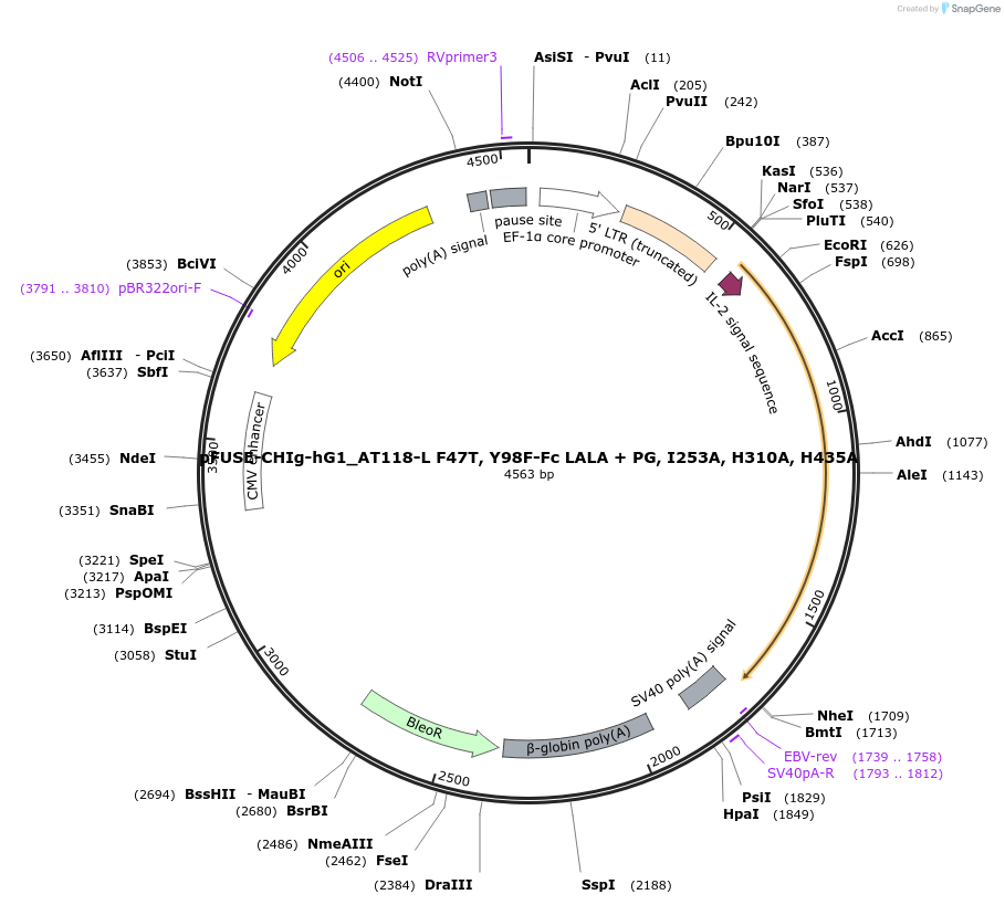 222855-plasmid-map-sequence-id-445010