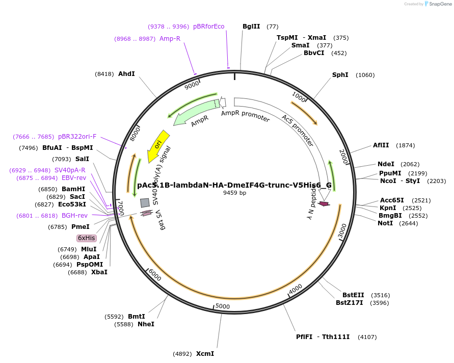 146392-plasmid-map-sequence-id-445011