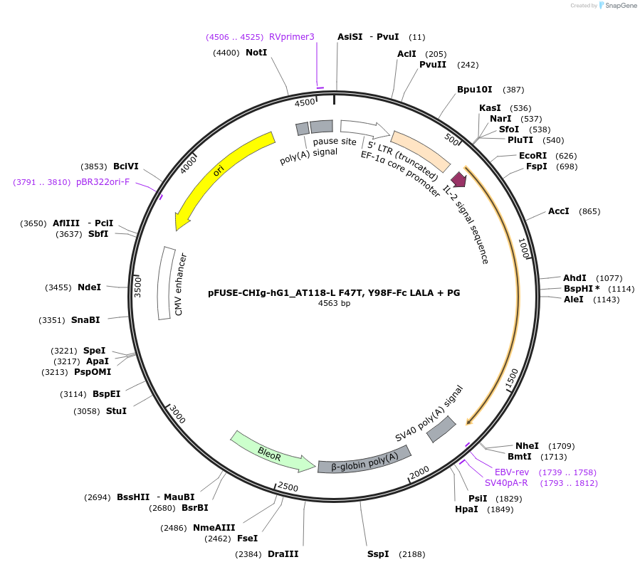 222854-plasmid-map-sequence-id-445012