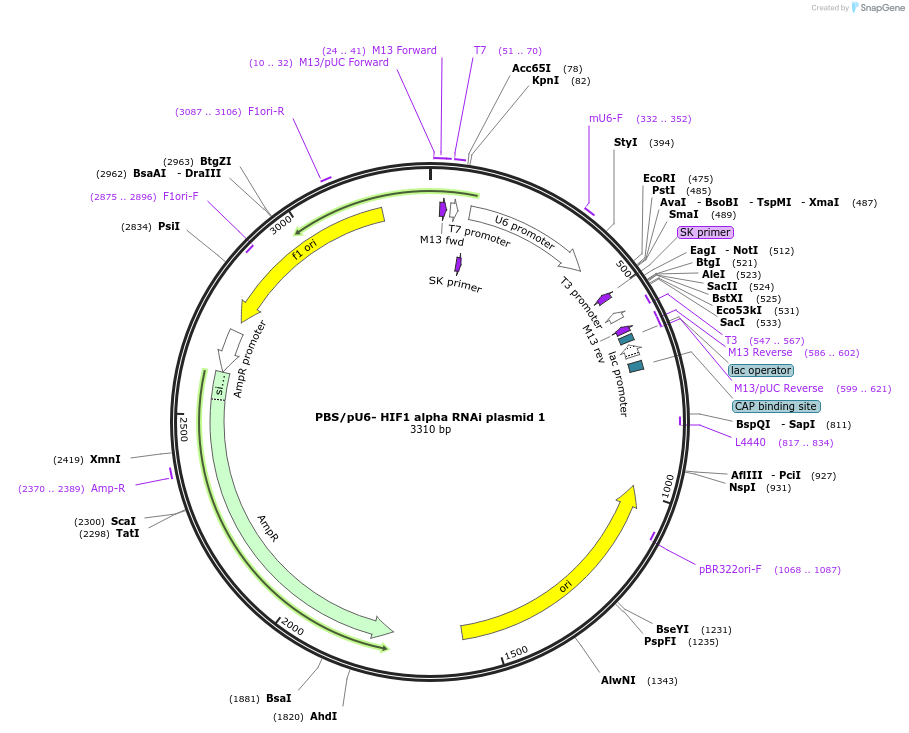 21103-plasmid-map-sequence-id-445013