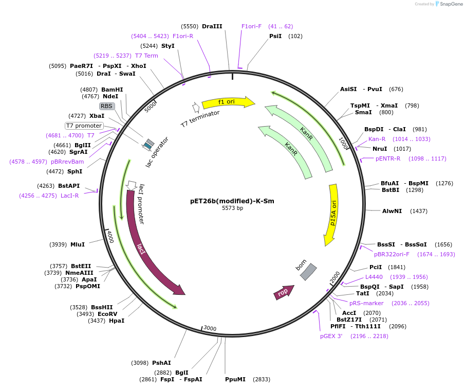 216996-plasmid-map-sequence-id-445016