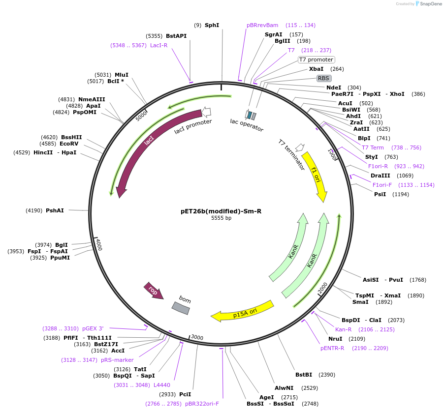 216985-plasmid-map-sequence-id-445017