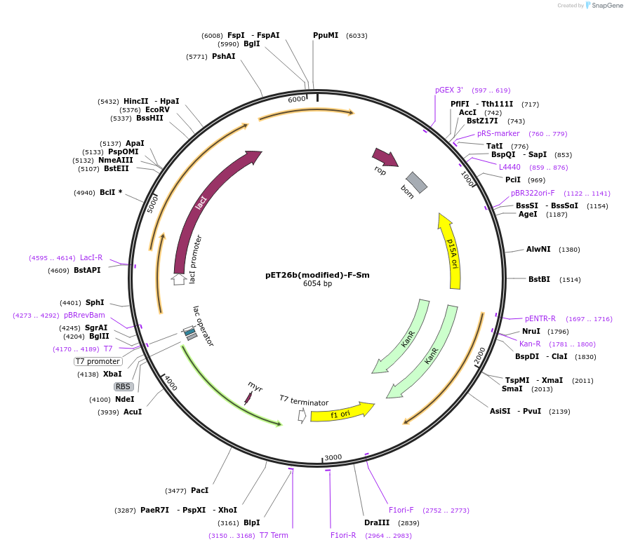 216988-plasmid-map-sequence-id-445019