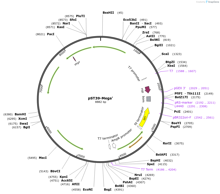 216877-plasmid-map-sequence-id-445024