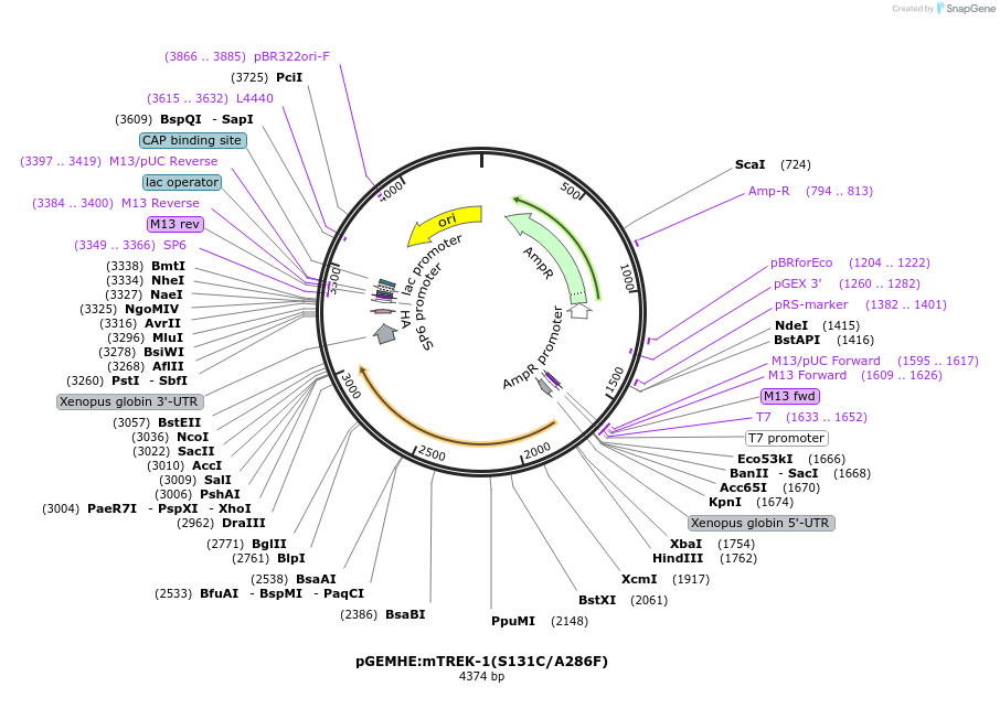 224748-plasmid-map-sequence-id-445026