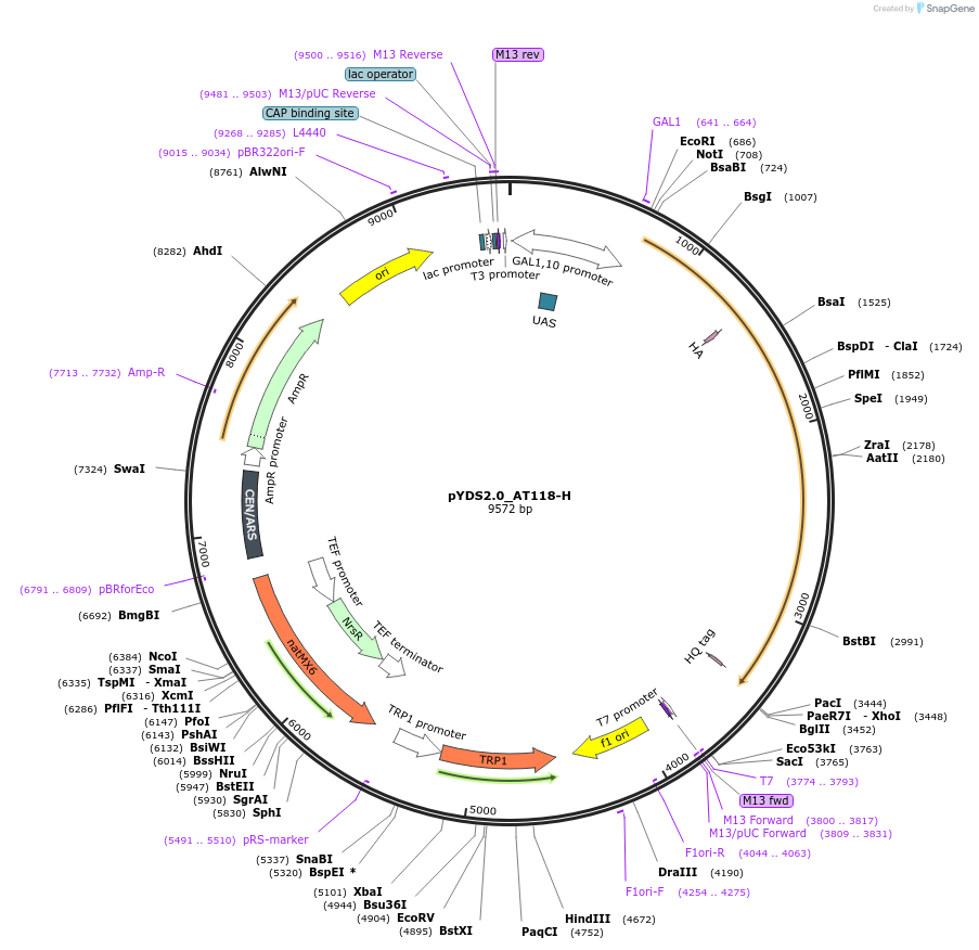 222846-plasmid-map-sequence-id-445028