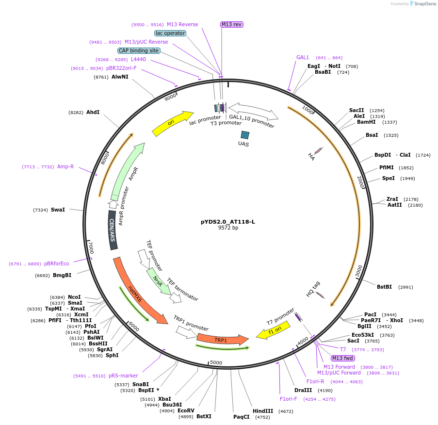 222847-plasmid-map-sequence-id-445035