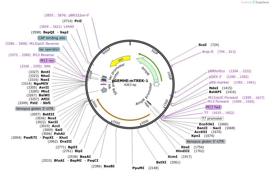 224743-plasmid-map-sequence-id-445046