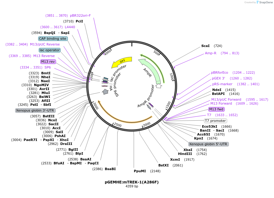 224746-plasmid-map-sequence-id-445050
