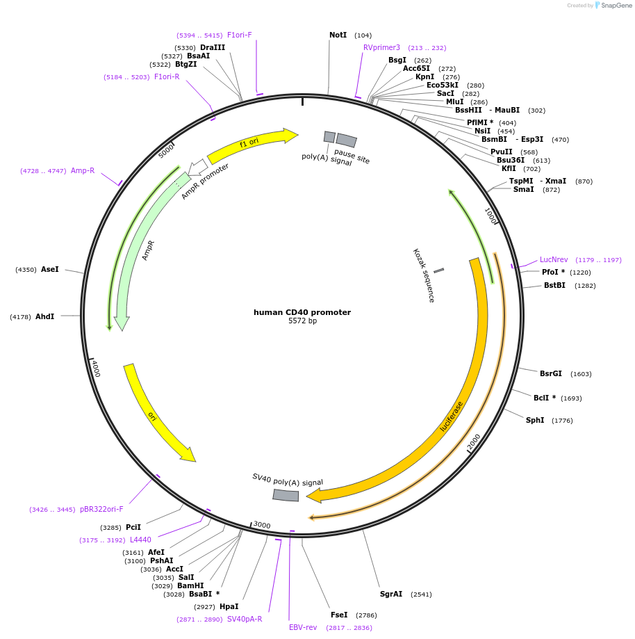 53433-plasmid-map-sequence-id-445051