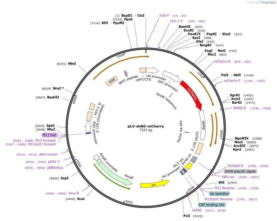 222962-plasmid-map-sequence-id-445056
