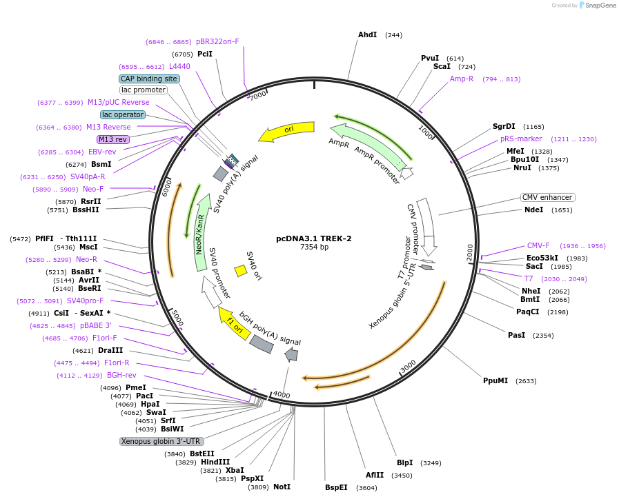 224769-plasmid-map-sequence-id-445057