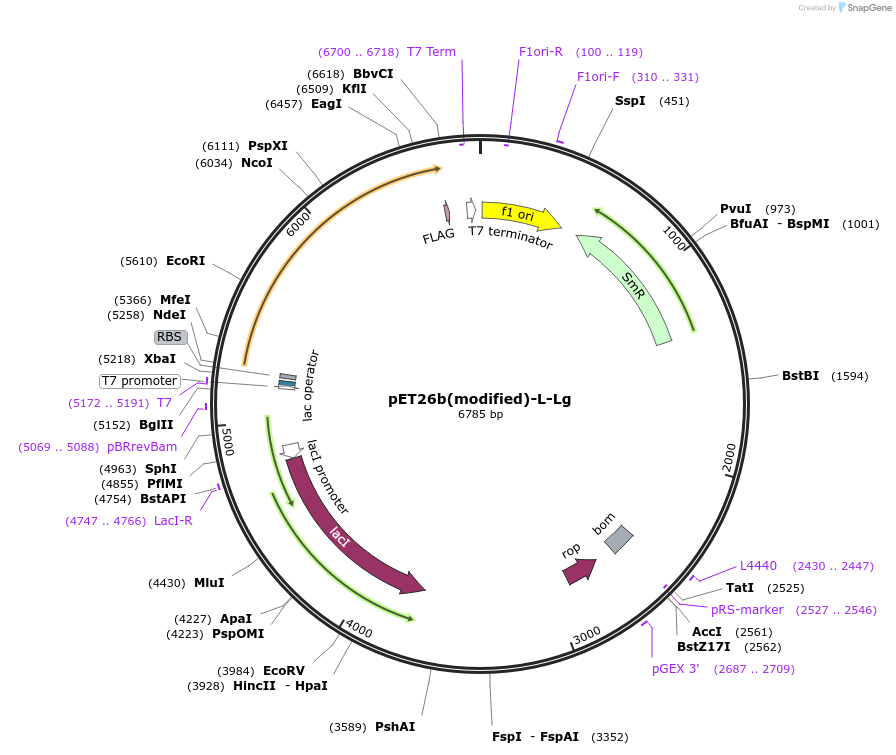 216969-plasmid-map-sequence-id-445068