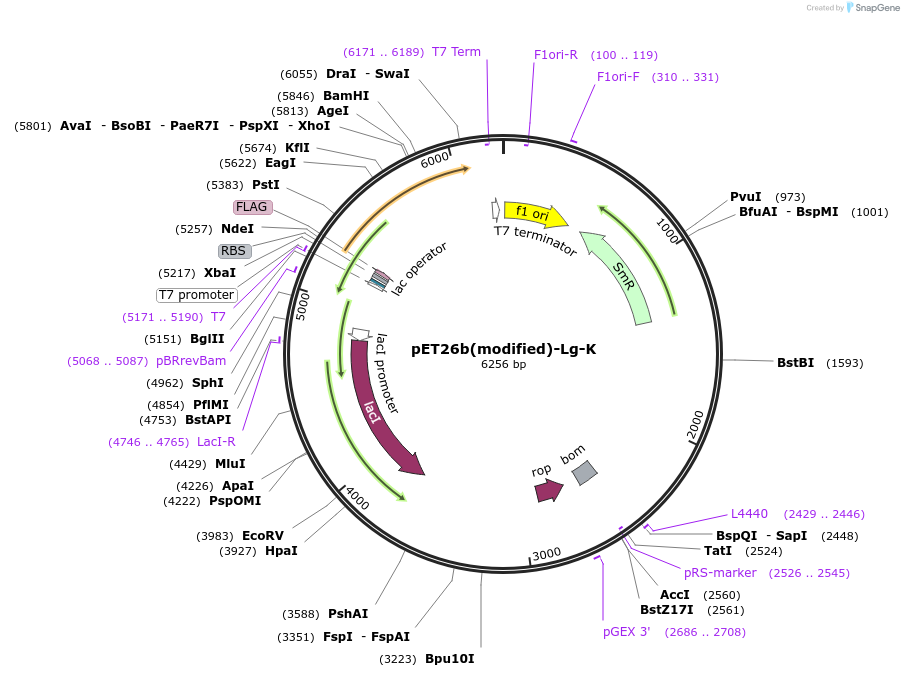 216974-plasmid-map-sequence-id-445069